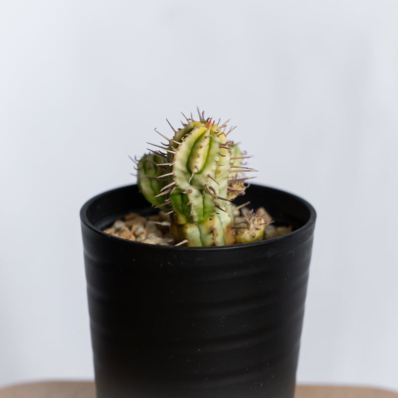 ユーフォルビア 紅彩閣錦 実生 エノプラ 斑入り Euphorbia enopla 塊根