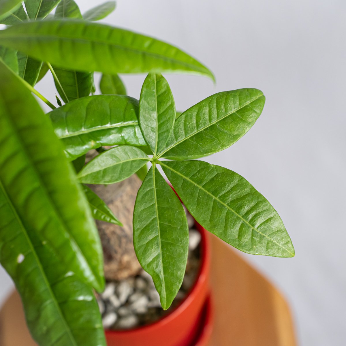 確認用　パキラ 観葉植物 緑色の葉 パキラ 鉢セット Pachira Guiana Chestnut 観葉植物 インテリアグリーン