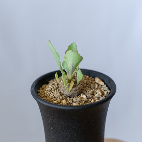 オトンナ ヘレー Othonna herrei 塊根植物 コーデックス 冬型 多肉植物 珍奇植物 静岡 ANTIDOTE 通販 S301