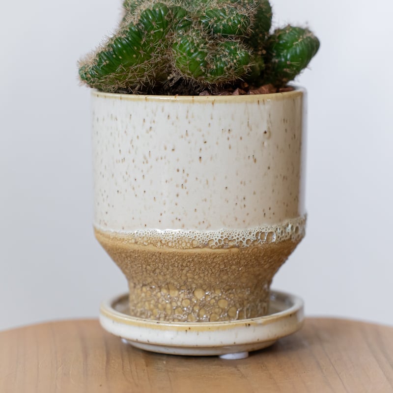 セレウス 金獅子 鉢セット Cereus variabilis f.monstrosus サボ