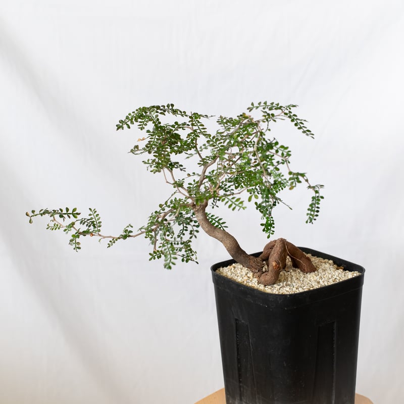 オペルクリカリア パキプス 実生 Operculicarya pachypus 塊根植物 多肉