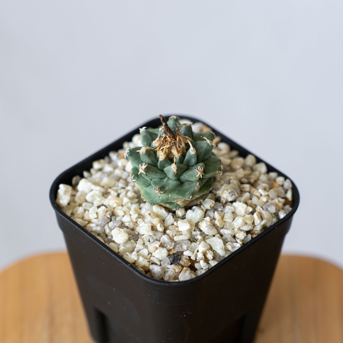 ツルビニカルプス アロンソイ 実生 Turbinicarpus alonsoi サボテン