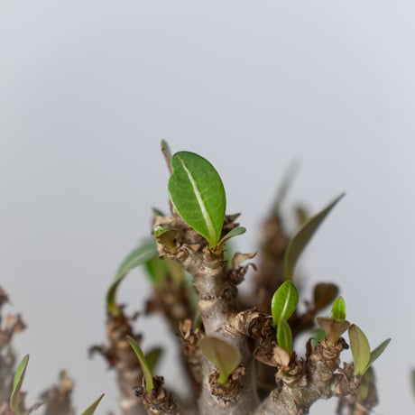 アデニウム アラビカム ブラックスキン Adenium Arabicum Black Skin 塊根植物 コーデックス 珍奇植物 多肉植物 静岡 ANTIDOTE 通販 S1427
