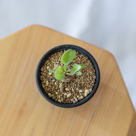 オトンナ ヘレー Othonna herrei 塊根植物 コーデックス 冬型 多肉植物 珍奇植物 静岡 ANTIDOTE 通販 S301