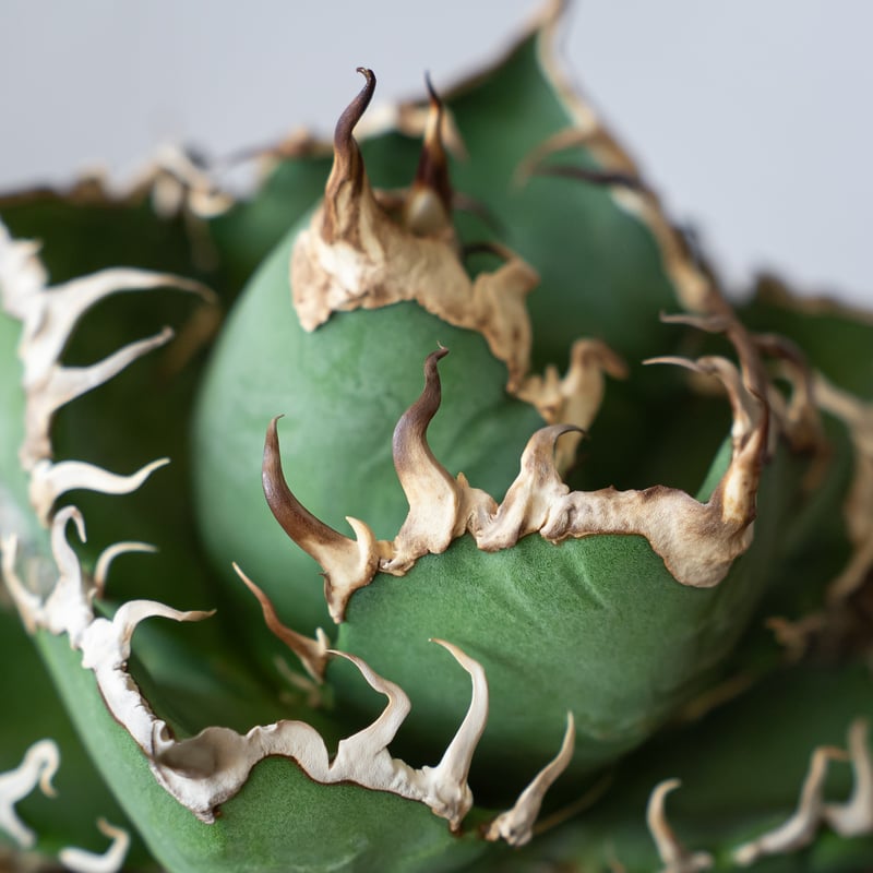 Jose アガベ チタノタ スーパーシーザー 発根管理中！ アガベ チタノタ シーザー OC株【発根管理中】Agave titanota Caesar 多