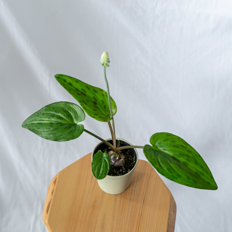 ドリミオプシス マクラータ Drimiopsis maculata 球根植物 観葉