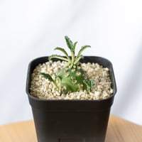 ドルステニア ラブラニー Dorstenia Dorstenia lavrani 塊根植物 多肉植物 珍奇植物 静岡 ANTIDOTE 通販 S569