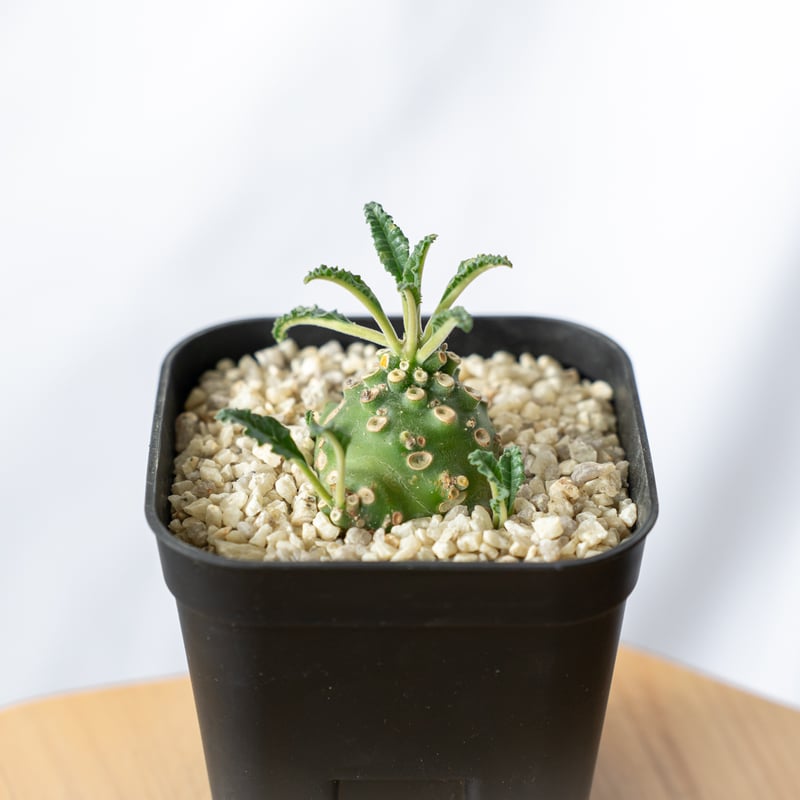 AAA　ドルステニア　ラブラニー ドルステニア ラブラニー Dorstenia Dorstenia lavrani 塊根植物