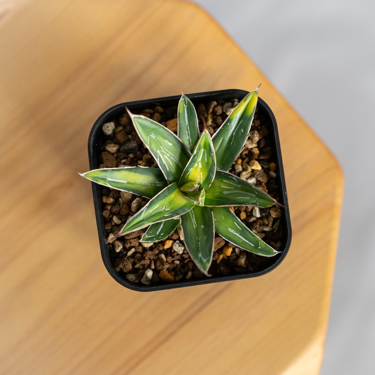 アガベ　ビクトリアレジーナ　‘Sun king’ サンキング　笹の雪　斑入り アガベ 笹の雪 サンキング OC株 Agave victoriae-reginae varie