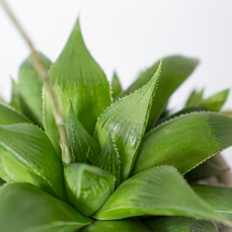 ハオルチア 鉢セット Haworthia 多肉植物 珍奇植物 静岡 ANTIDOTE 通販 S1336