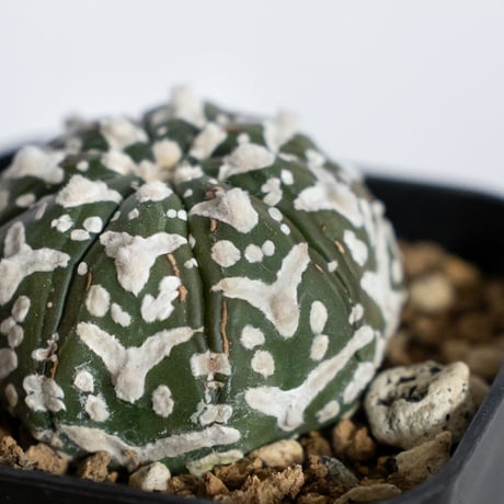 アストロフィツム スーパー兜 Vタイプ 美株 実生 アロー Astrophytum asterias Super Kabuto V サボテン 多肉植物 静岡 ANTIDOTE 通販 S1232