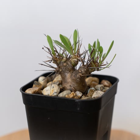 【特選株】イチオシです！オトンナ ユーフォルビオイデス 塊根植物 ユーフォルビオイデス | STORES