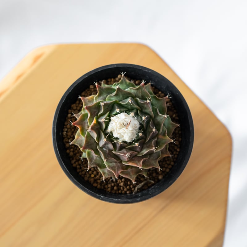オブレゴニア デニグリー 帝冠錦 実生 美株 斑入り Obregonia denegrii
