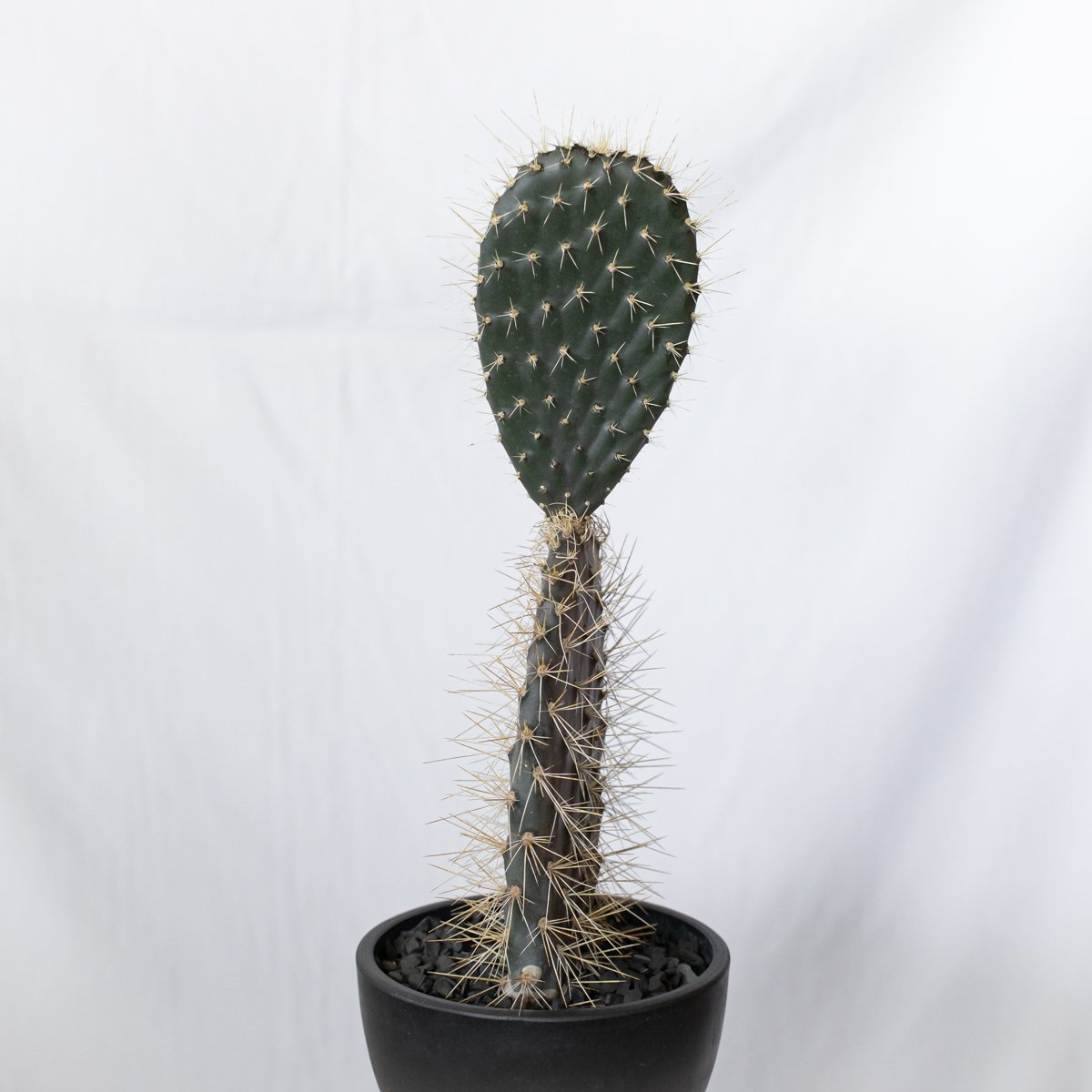 オプンチア ガラパゴス団扇 実生 Opuntia galapageia サボテン 多肉