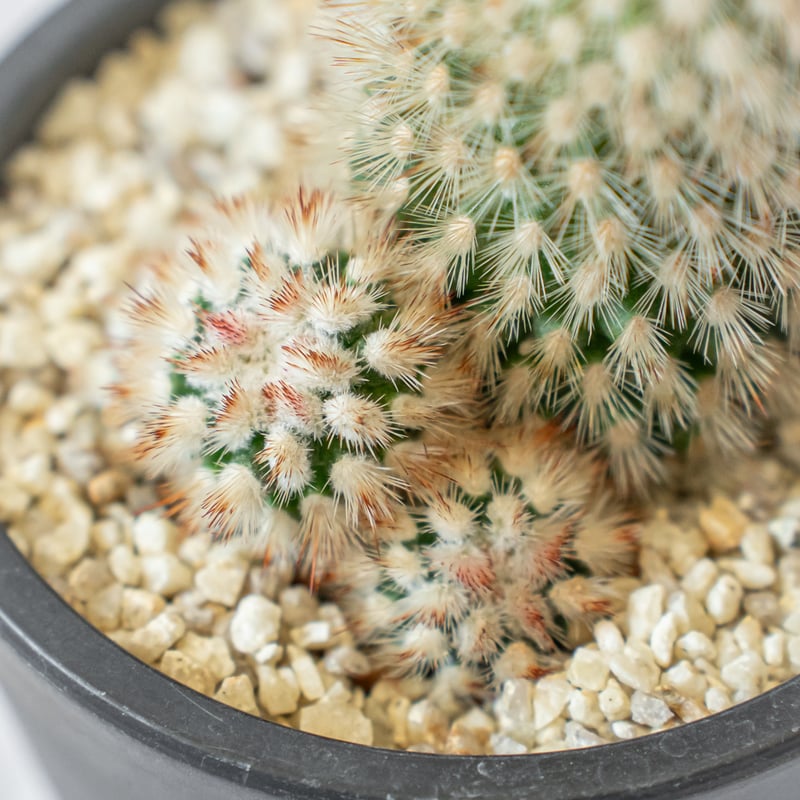 マミラリア 猩々丸 実生 Mammillaria spinosissima サボテン 多肉植物
