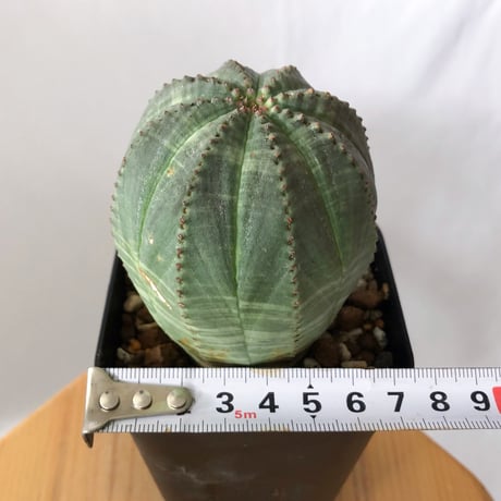 ユーフォルビア オベサ 実生 Euphorbia obesa 多肉植物 珍奇植物 静岡 ANTIDOTE 通販 S1431
