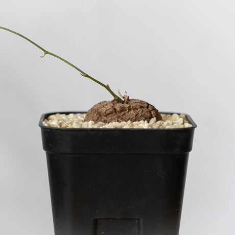 亀甲竜 ディオスコレア・エレファンティペス Dioscorea elephantipes 塊根植物 コーデックス 多肉植物 珍奇植物 ANTIDOTE 静岡 通販 S798