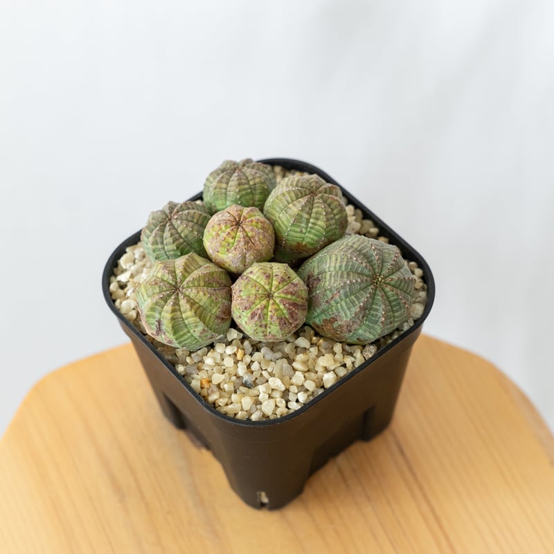 ユーフォルビア オベサ 群生株 実生 Euphorbia obesa 多肉植物