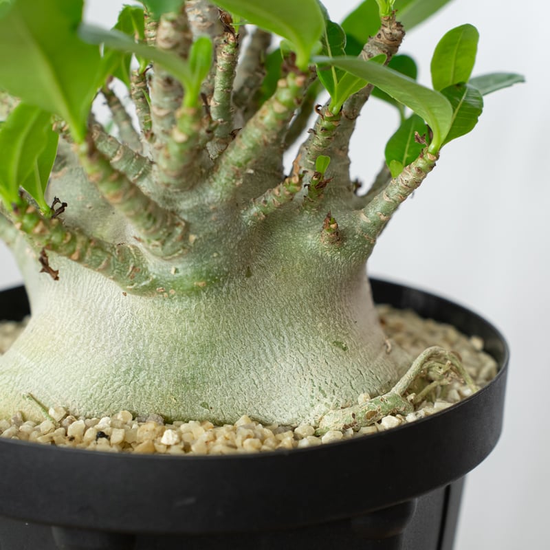 アデニウム アラビカム ブラックスキン 大株 輸入株 Adenium Arabicum