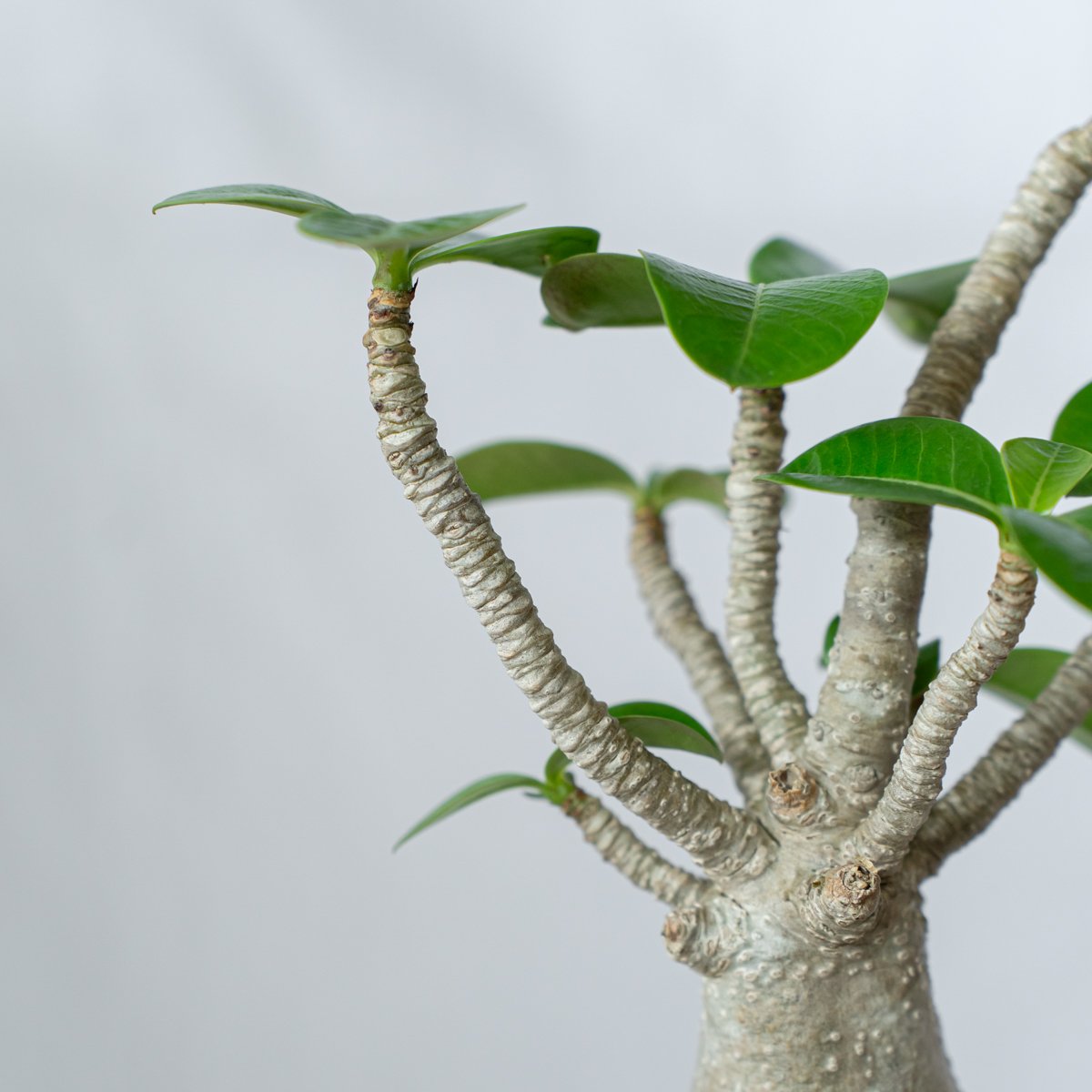 アデニウム アラビカム バオバブフォーム 砂漠の薔薇 塊根植物 多肉植物 Adenium arabicum baobab form アデニウム アラビカム バオバブ