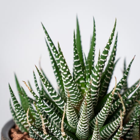 ハオルチア 十二の巻 鉢セット Haworthia fasciata 多肉植物 珍奇植物 静岡 ANTIDOTE 通販 S1330