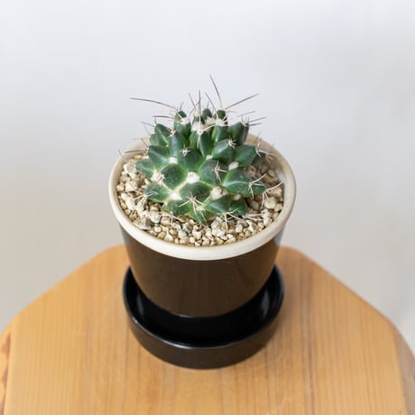 マミラリア マグニママ 鉢セット Mammillaria magnimamma サボテン 多肉植物 珍奇植物 静岡 ANTIDOTE 通販 S1404