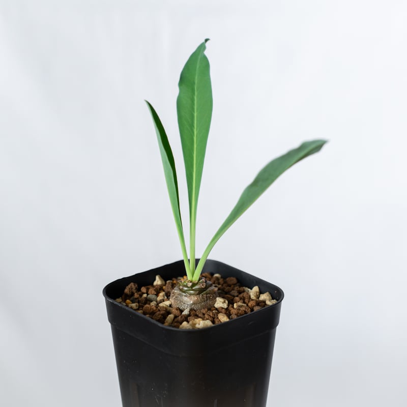 鉄甲丸 ユーフォルビア ブプレウリフォリア 実生 Euphorbia