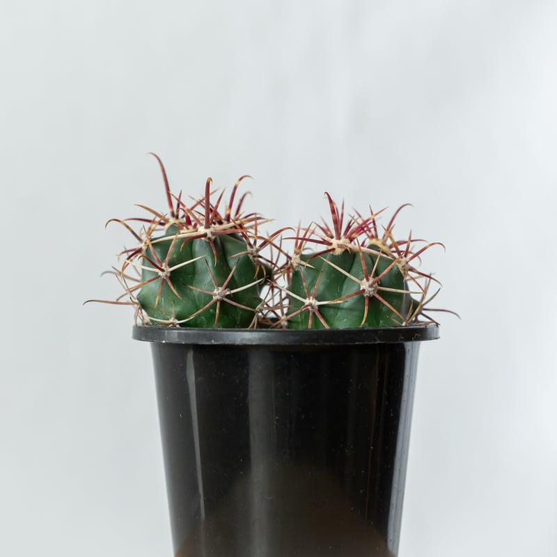 フェロカクタス 神仙玉 実生 美株 Ferocactus coloratus