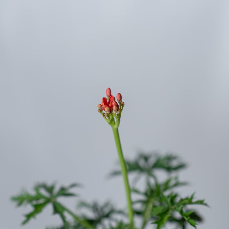 ヤトロファ カタルティカ 錦珊瑚 Jatropha cathartica ベルランディ