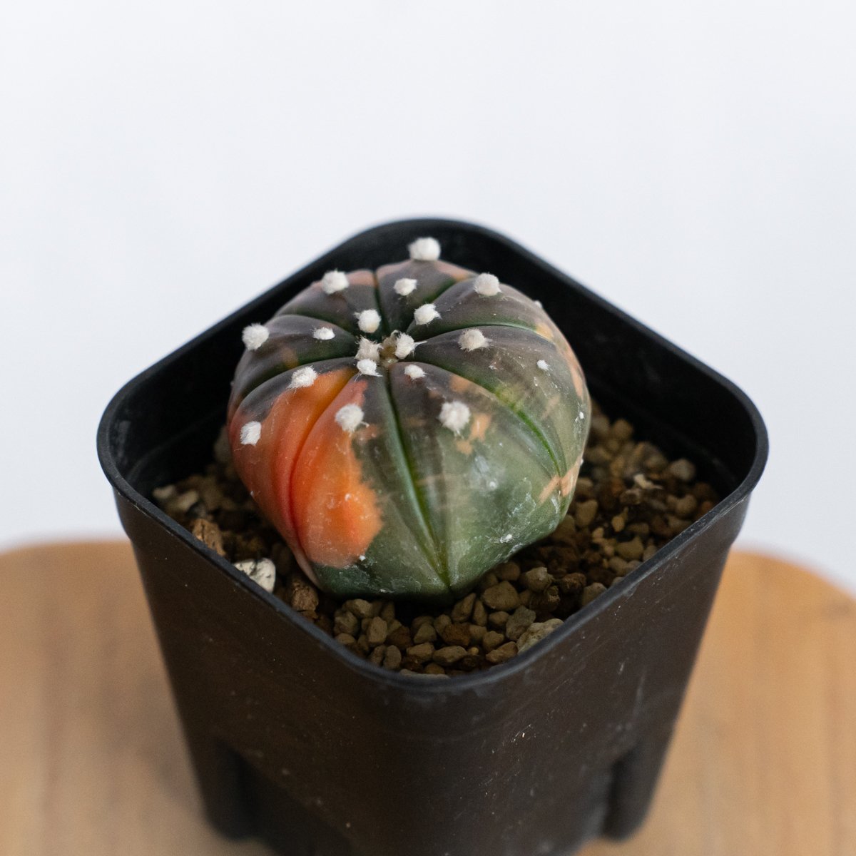璃兜錦1 璃兜2個 ランポー 1 アストロフィツム 瑠璃兜錦 赤斑 美株 実生 Astrophytum asterias 多肉