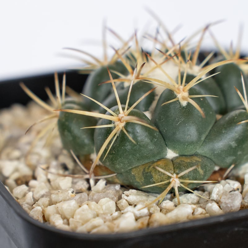 コリファンタ 象牙丸 実生 Coryphantha elephantidens サボテン 多肉