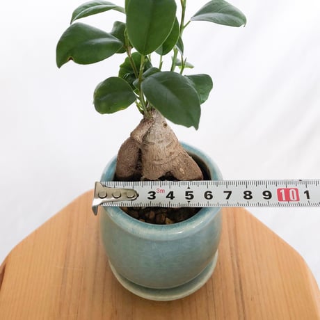 ガジュマル 鉢セット Ficus microcarpa キジムナー 多幸の木 塊根植物 多肉植物 新築祝い 静岡 ANTIDOTE 通販 S1293
