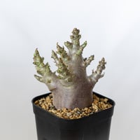 アデニウム アラビカム ブラックスキン Adenium Arabicum Black Skin 塊根植物 コーデックス 珍奇植物 多肉植物 静岡 ANTIDOTE 通販 S1356