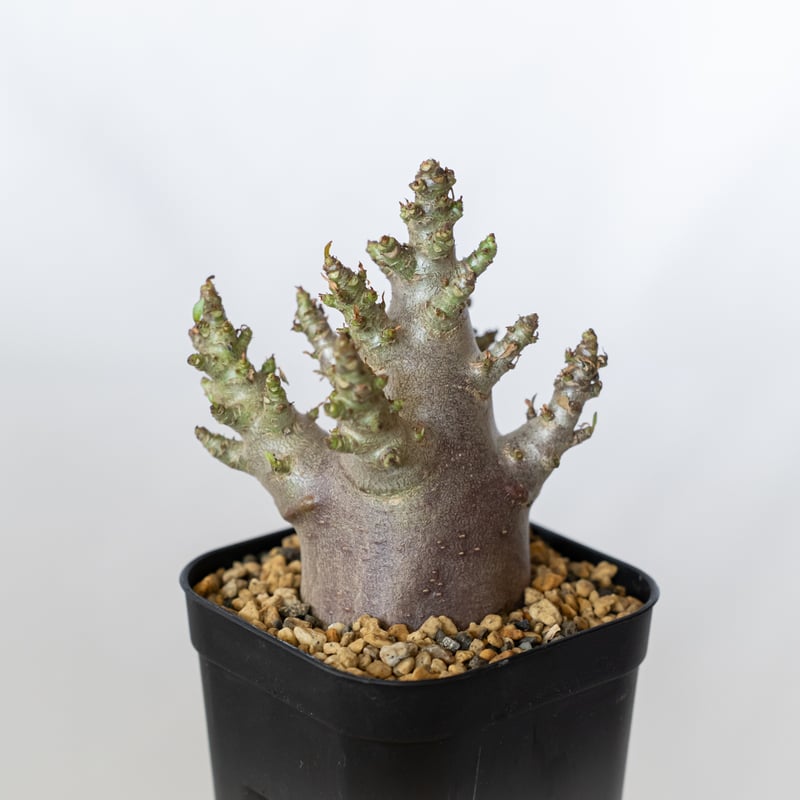 アデニウム　アラビカム　ブラック、スキン　タコ足　美株　大株ドワーフ￼ アデニウム アラビカム ブラックスキン Adenium Arabicum Black Skin