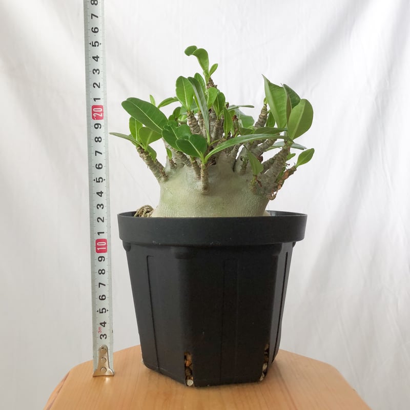 アデニウム アラビカム ブラックスキン 大株 輸入株 Adenium Arabicum