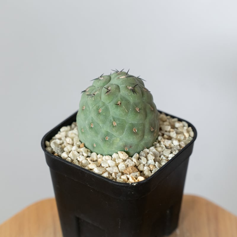 テフロカクタス ゲオメトリクス 実生 Tephrocactus geometricus サボテ