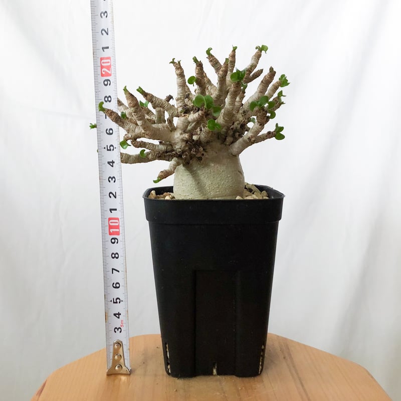 アデニウム アラビカム ドーセットホーン 獅子葉 輸入実生 Adenium