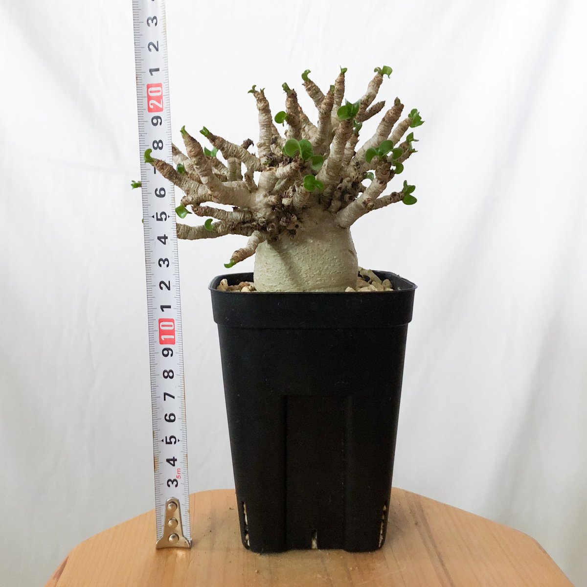 アデニウム アラビカム ドーセットホーン 獅子葉 輸入実生 Adenium