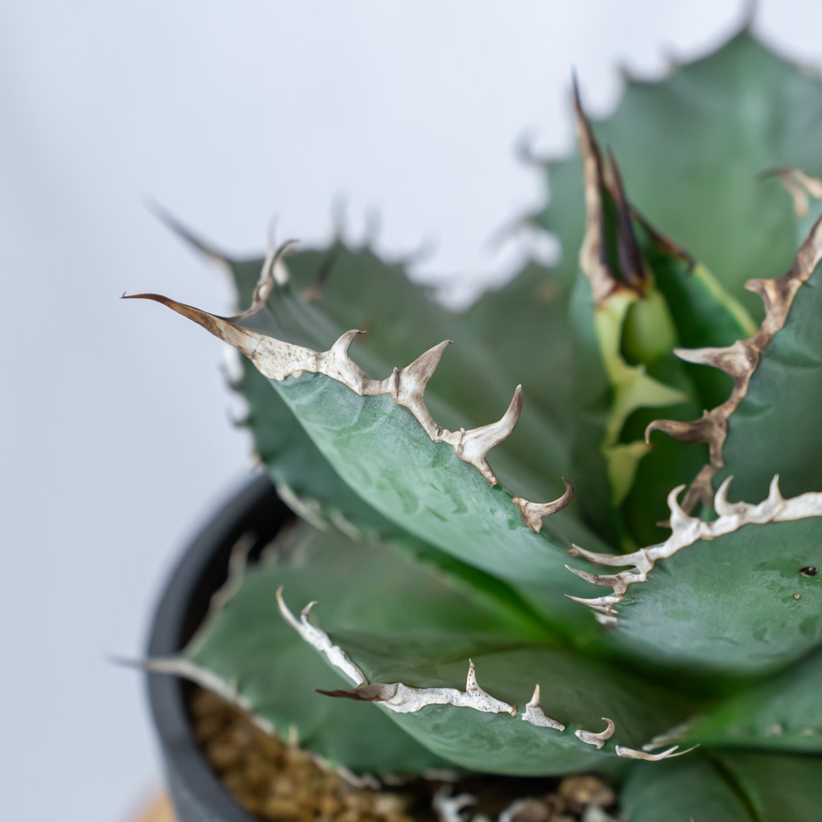 アガベ チタノタ南覇王 アガベ チタノタ 南覇王 Agave titanota Minami Haou 多肉植物