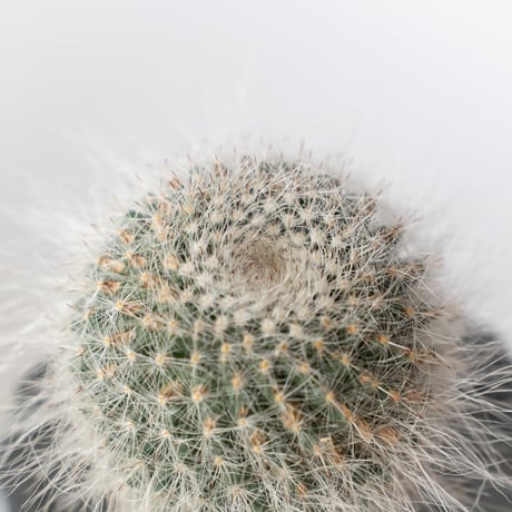 マミラリア 玉翁 鉢セット Mammillaria hahniana サボテン 多肉植物 観葉植物 静岡 ANTIDOTE 通販 S1338