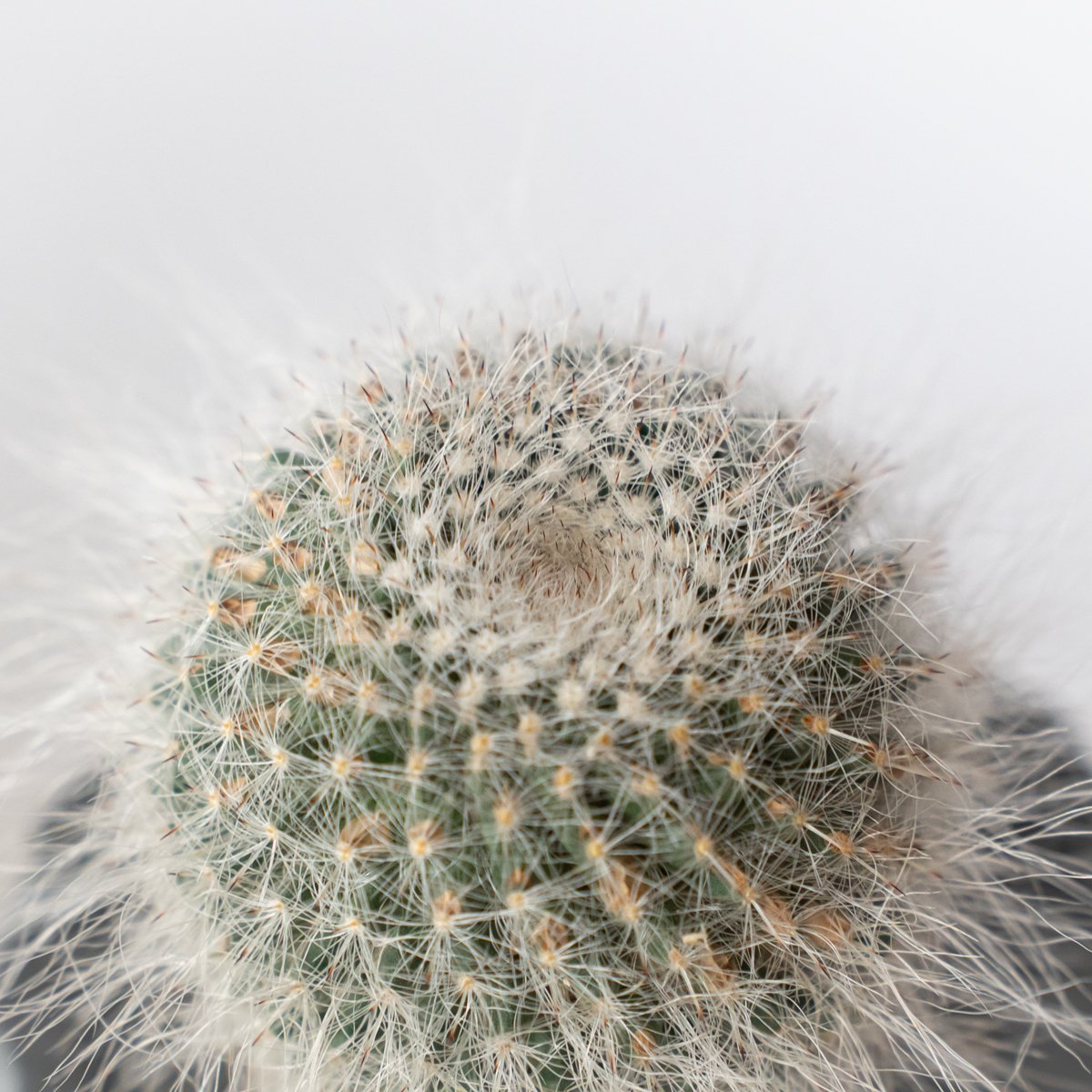 マミラリア 玉翁 鉢セット Mammillaria hahniana サボテン 多肉植物