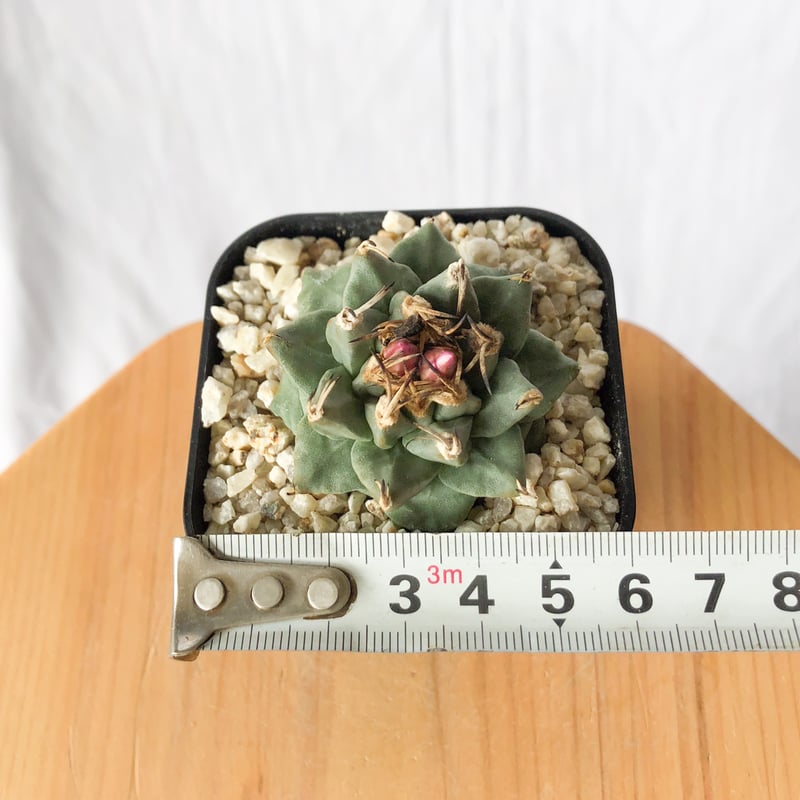 ツルビニカルプス アロンソイ 実生 Turbinicarpus alonsoi サボテン