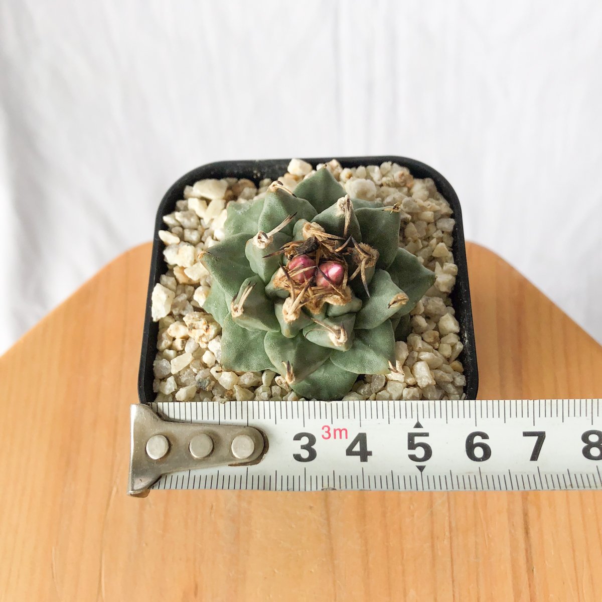 ツルビニカルプス アロンソイ 実生 Turbinicarpus alonsoi サボテン