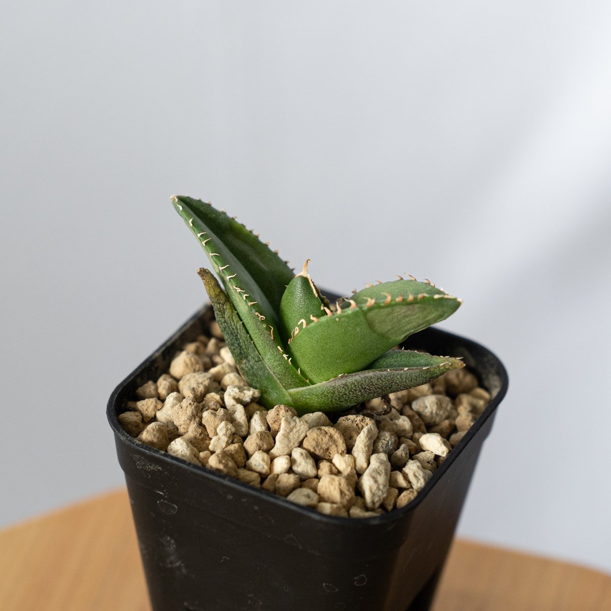 アガベ チタノタ 大白鯊 【発根管理中】ホオジロザメ Agave