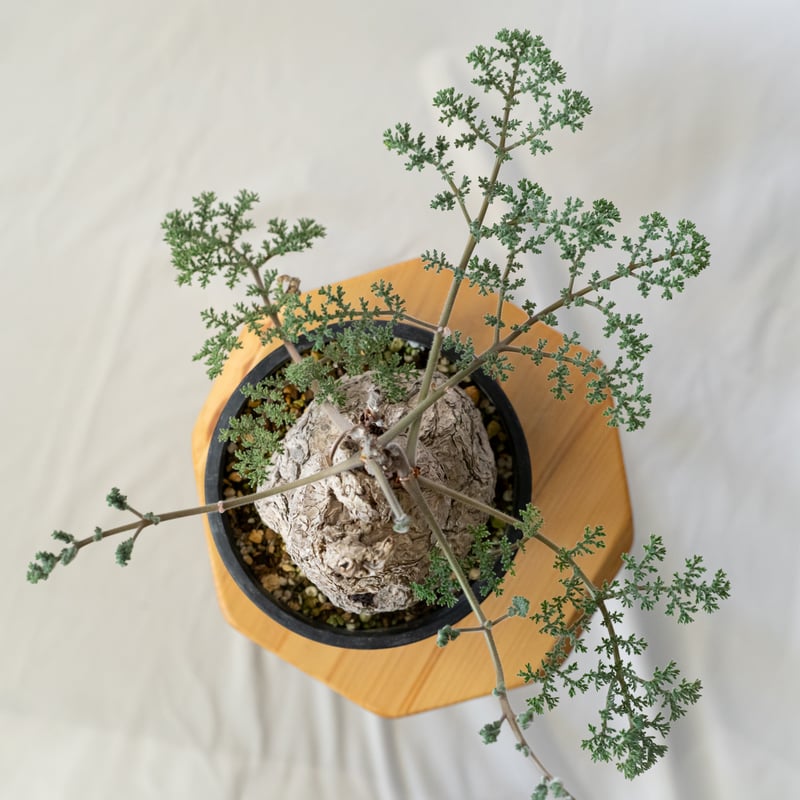 ペラルゴニウム トリステ 大株 美株 Pelargonium triste 多肉植物 珍奇