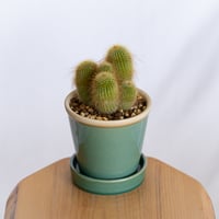 金晃丸 キンコウマル Golden ball cactus サボテン 多肉植物 静岡 ANTIDOTE 通販 S1289