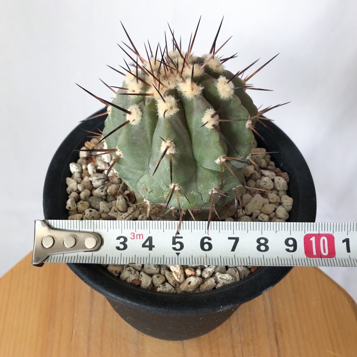 コピアポア 黒王丸 実生 Copiapoa cinerea サボテン 多肉植物 珍奇植物