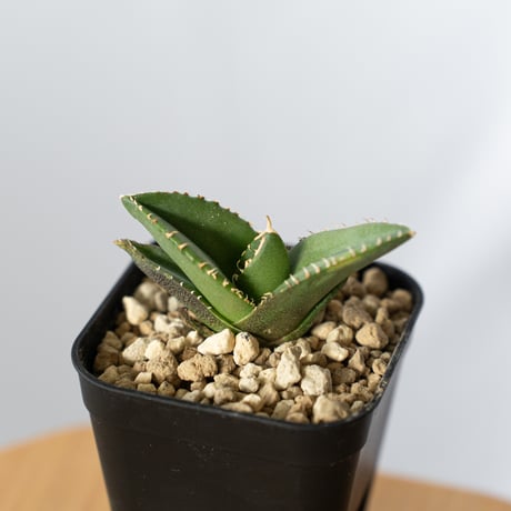 アガベ 大白鯊 発根済 直子株 アガベ 大白鯊 発根済 直子株