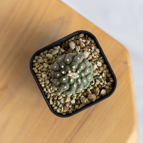 アストロフィツム 亀甲兜 リザードスキン 綴化 実生 Astrophytum Asteria 多肉植物 サボテン 珍奇植物 静岡 ANTIDOTE 通販 S1244