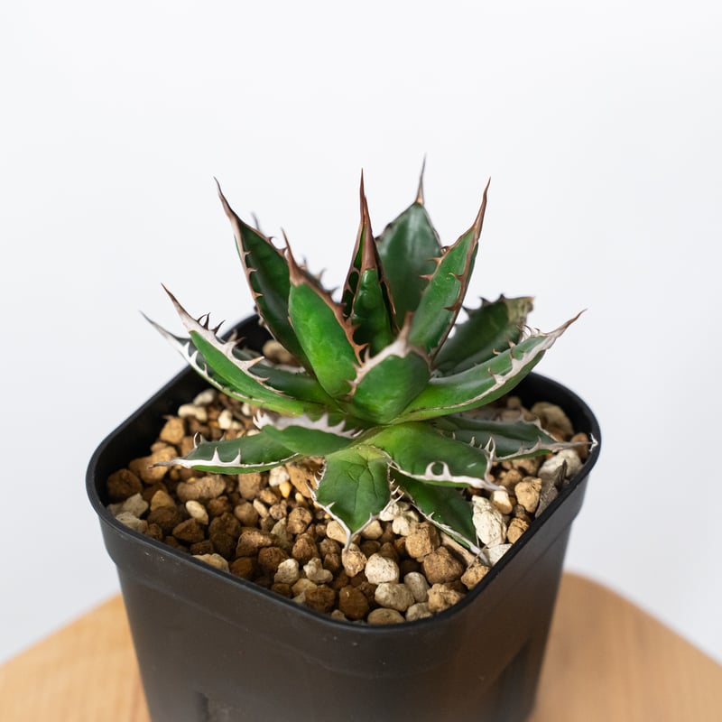 アガベ 姫ホリダ OC株【発根管理中】Agave horrida 多肉植物 珍奇植物